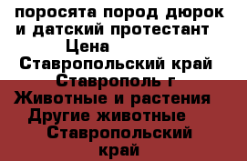 поросята пород дюрок и датский протестант › Цена ­ 4 500 - Ставропольский край, Ставрополь г. Животные и растения » Другие животные   . Ставропольский край